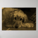 Buscar canino posters Raza de perro