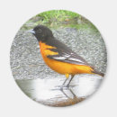 Buscar baltimore imanes Naturaleza