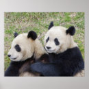 Buscar ailuropoda posters China