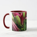 Buscar lilly tazas Flores