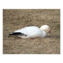 Buscar migración posters Pájaro