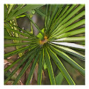 Buscar palm arte Hojas