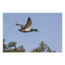Buscar patos silvestres posters Fauna