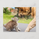 Buscar imágenes de perros Amor