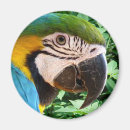 Buscar macaw imanes Naturaleza