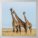 Buscar fauna nacional arte Danita delimont