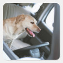 Buscar asiento pegatinas Animal