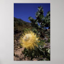 Buscar protea posters Botánica