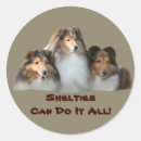Buscar mini sheltie Estanterías