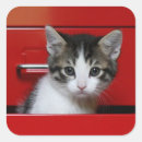 Buscar el mirar a escondidas postales Animal