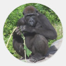 Buscar primate pegatinas Animales