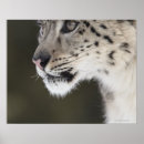 Buscar leopardo manchado posters Horizontal