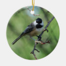 Buscar chickadee fotografía Naturaleza