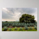 Buscar estado de jalisco posters Paisaje