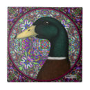 Buscar pato azulejos Drake