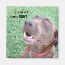 Buscar laboratorio del chocolate imanes Labrador retriever