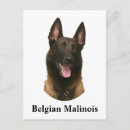 Buscar malinois belgas postales Para todos