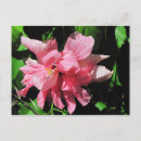 Buscar hibiscus postales Floral