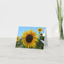 Buscar helianthus Girasol