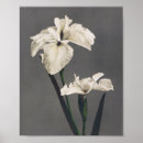 Buscar photography posters Vintage