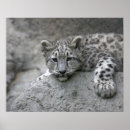 Buscar panthera posters Cachorro