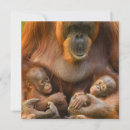 Buscar orangután invitaciones 7 º raspa