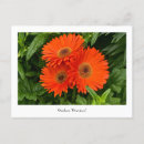 Buscar gerberas postales Maricas