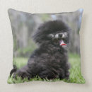 Buscar perro de pomerania enano cojines El sentarse