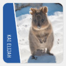 Buscar quokkas pegatinas Australia
