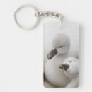 Buscar fauna llaveros Cisne