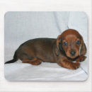 Buscar weiner electronica Doxie