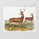 Buscar mamíferos postales Fauna