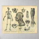 Buscar fisiología posters Anatomía