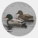 Buscar drake pegatinas Pájaro