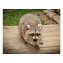 Buscar raccoon arte Naturaleza
