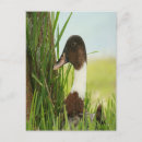 Buscar mallard duck postales Animales