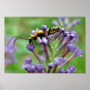 Buscar relámpago posters Luciérnaga