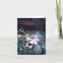 Buscar vinca tarjetas Flor