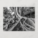 Buscar árbol y raíces postales Blanco y negro