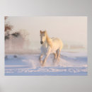 Buscar caballo blanco posters Semental