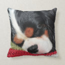 Buscar perro de aguas decoracion Rey charles