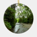 Buscar helecho adornos General y unisex