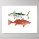 Buscar tambor rojo posters Pesca