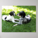Buscar setter posters Perro