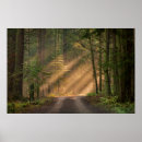 Buscar árbol de cedro posters Paisaje
