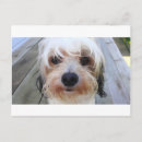 Buscar perro lindo postales Dulce