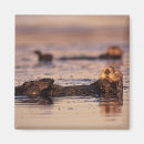 Buscar ireland imanes Nutria marina