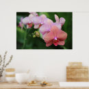 Buscar orquídeas posters Para ella