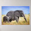 Buscar elefante africano posters Animales salvajes