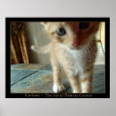 Buscar gato curioso posters Gatito